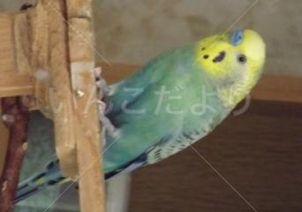 迷い鳥の写真