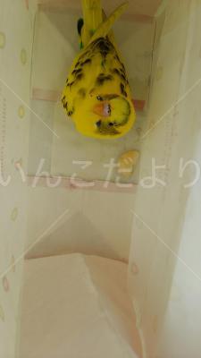 保護鳥の写真