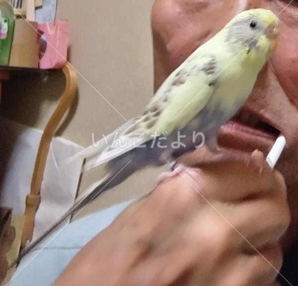 迷い鳥の写真