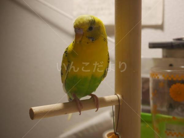迷い鳥の写真