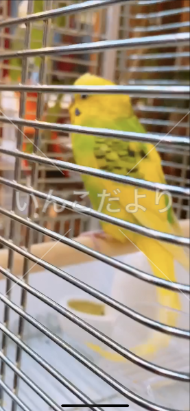 保護鳥の写真