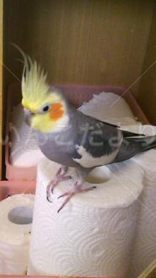 迷い鳥の写真
