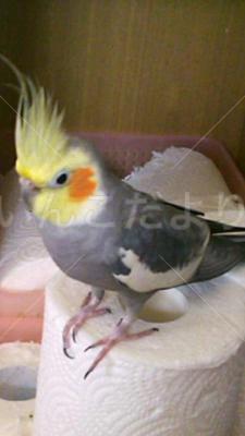 迷い鳥の写真