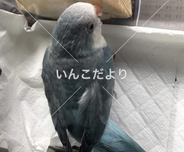 迷い鳥の写真