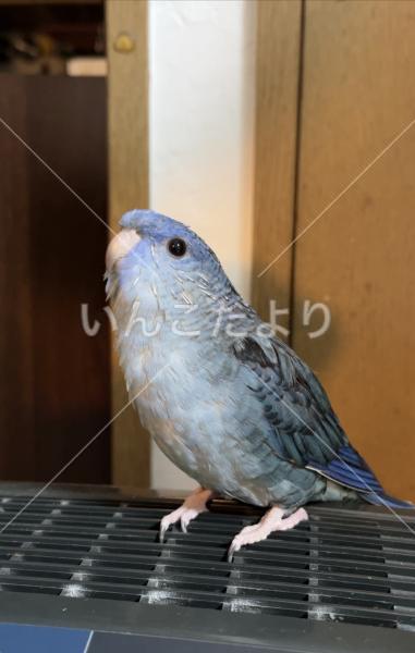 迷い鳥の写真