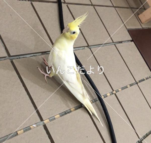迷い鳥の写真
