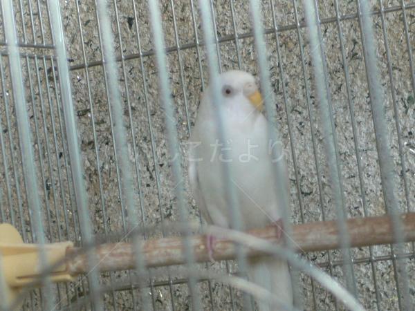保護鳥の写真