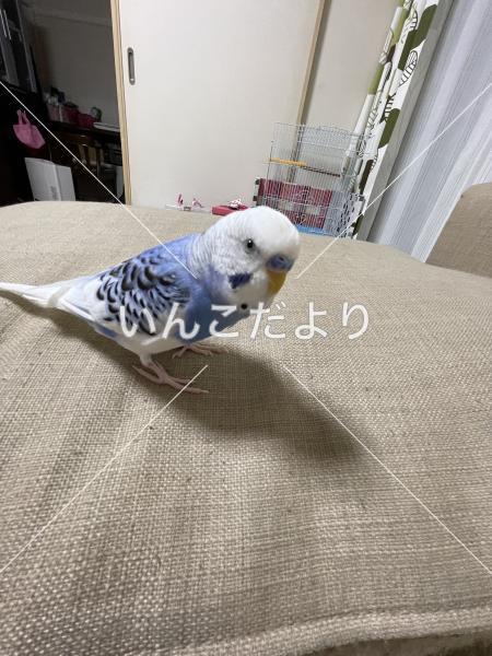 迷い鳥の写真