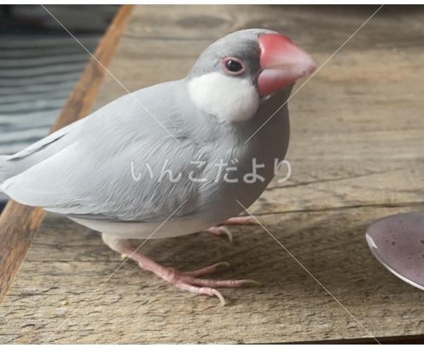 迷い鳥の写真