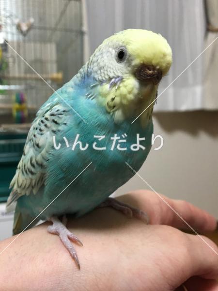 迷い鳥の写真