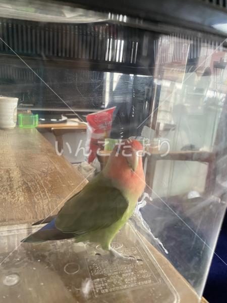 保護鳥の写真