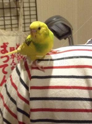 迷い鳥の写真