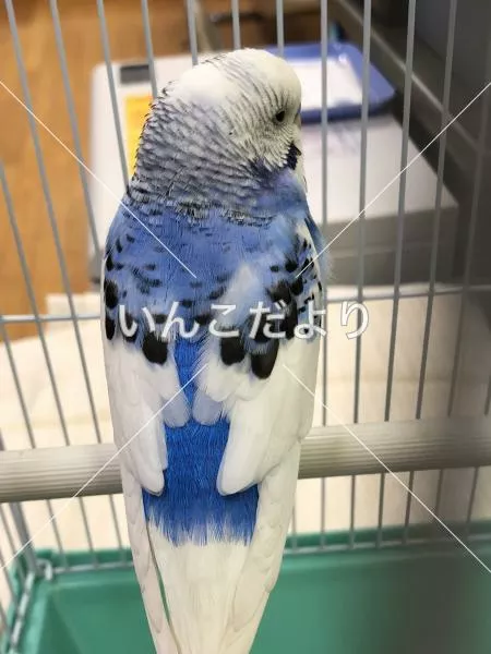 保護鳥の写真