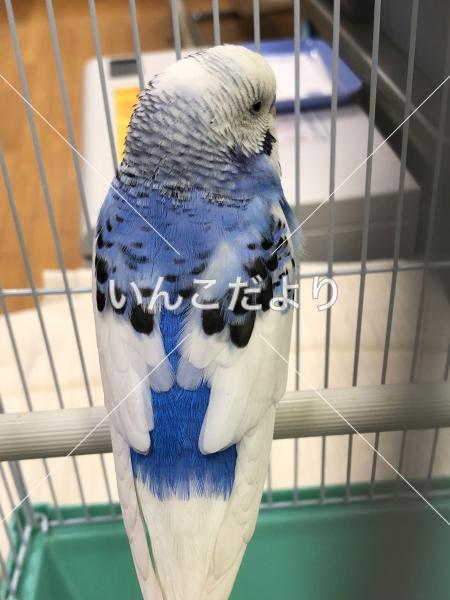 保護鳥の写真