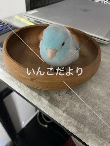 迷い鳥の写真