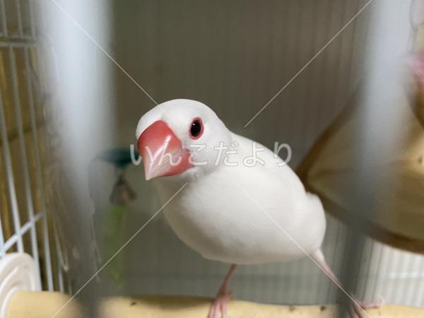 迷い鳥の写真