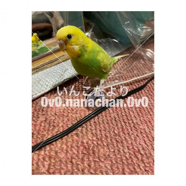 迷い鳥の写真