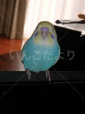 保護鳥の写真