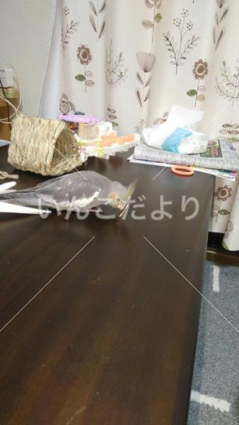 迷い鳥の写真