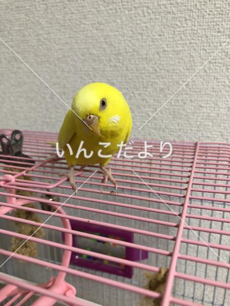 迷い鳥の写真