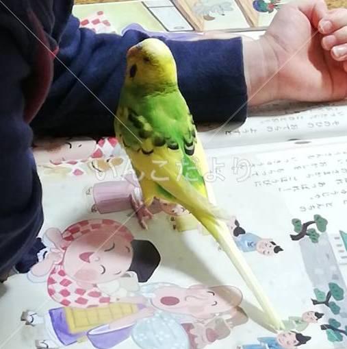 迷い鳥の写真