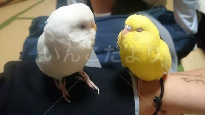 迷い鳥の写真
