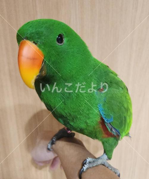 迷い鳥の写真