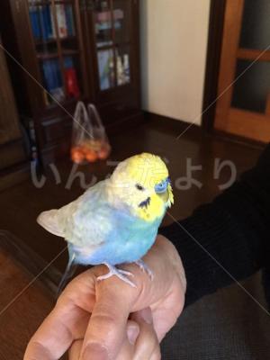迷い鳥の写真