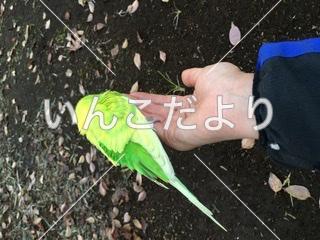 保護鳥の写真