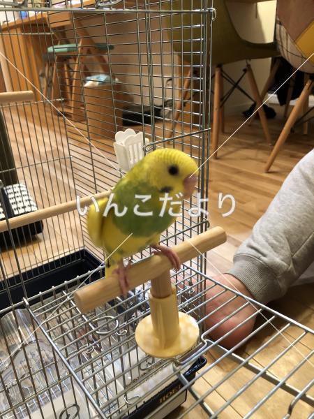 迷い鳥の写真