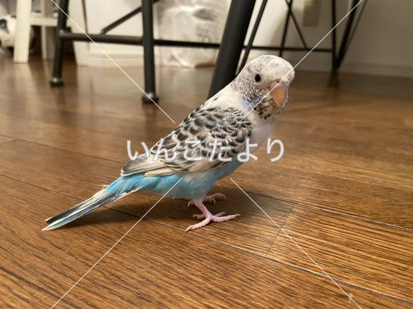 迷い鳥の写真