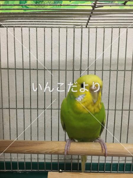 保護鳥の写真