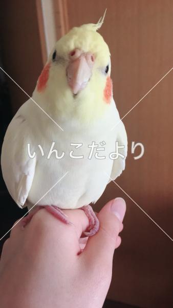 迷い鳥の写真