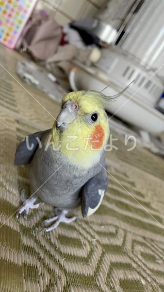 迷い鳥の写真