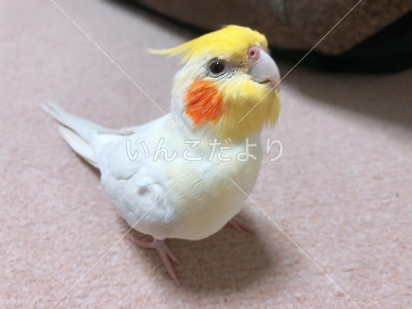 迷い鳥の写真