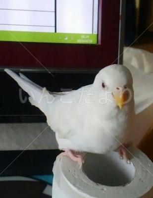迷い鳥の写真