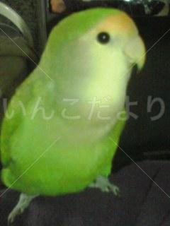 迷い鳥の写真