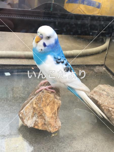 保護鳥の写真