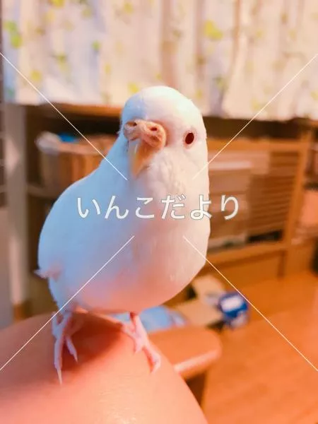 迷い鳥の写真