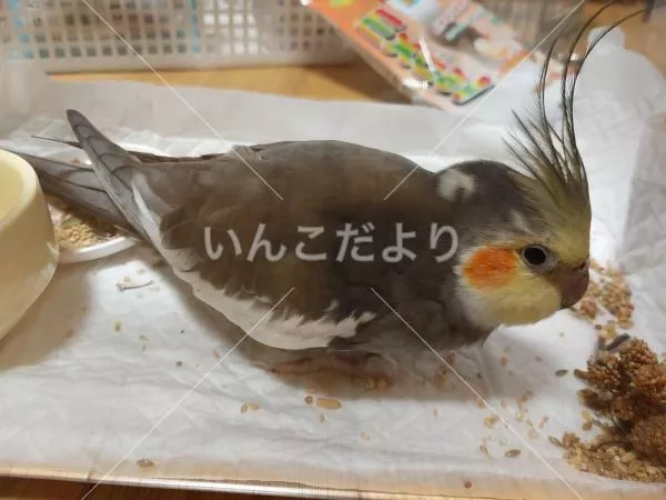 保護鳥の写真
