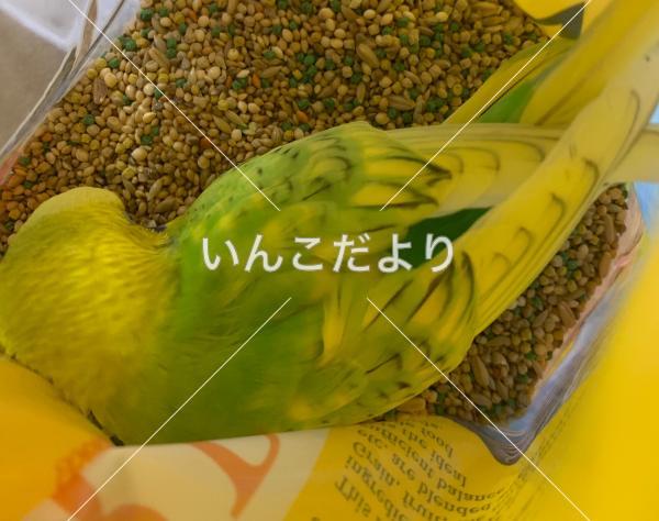 迷い鳥の写真