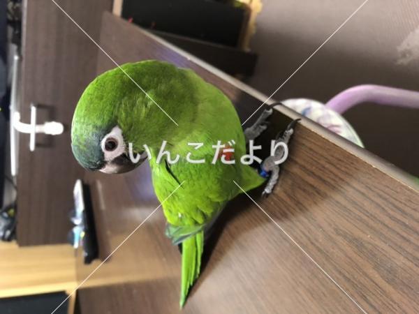 迷い鳥の写真