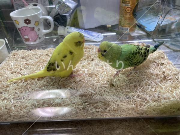 迷い鳥の写真