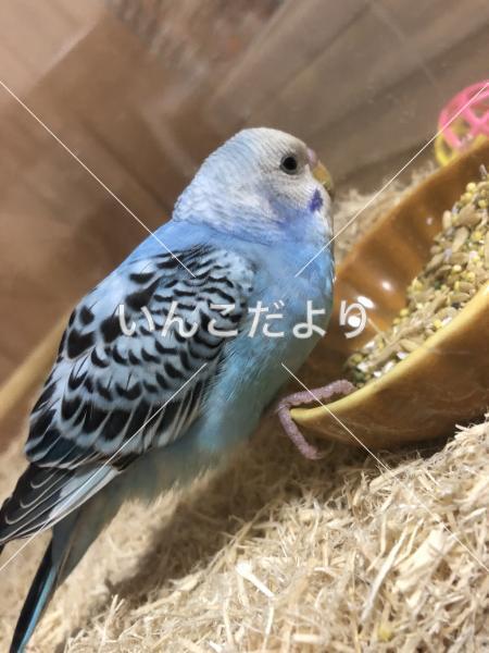保護鳥の写真