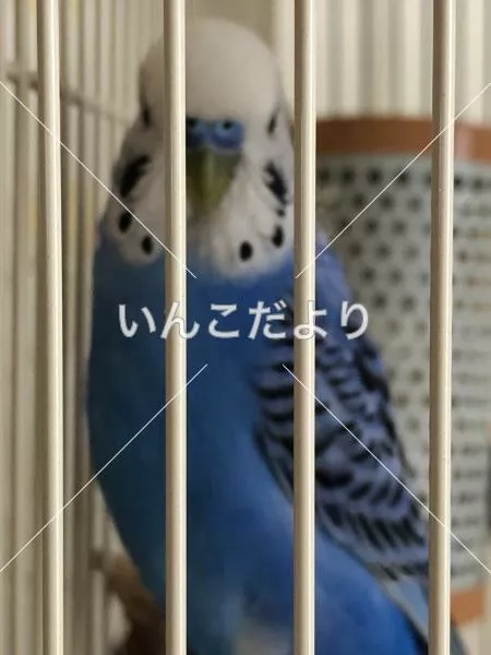 保護鳥の写真