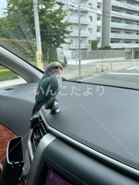 迷い鳥の写真