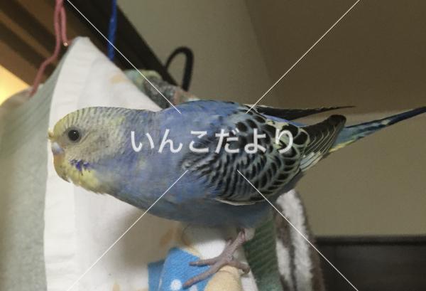 保護鳥の写真