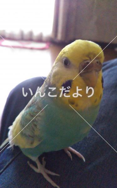 迷い鳥の写真
