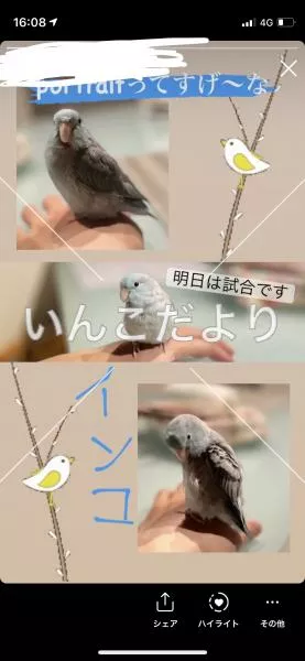 迷い鳥の写真