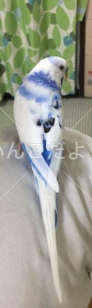保護鳥の写真